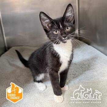 FAWN -  Domestic Short Hair Cat for Adoption in Irvine, California - FAWN | PetCurious
