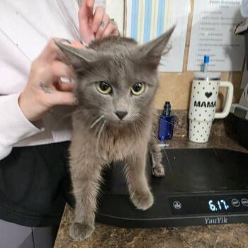 Abra -  Domestic Medium Hair Cat for Adoption in Eureka Springs, Arkansas - Abra | PetCurious