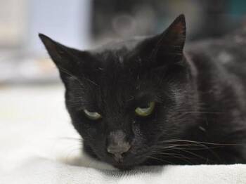 Ella -  Domestic Short Hair Cat for Adoption in Portland, Oregon - Ella | PetCurious