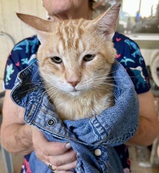 Rescue Domestic Short Hair Cats for Adoption in Marana, Arizona - Corndog | PetCurious