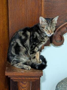 Rescue Domestic Short Hair Cats for Adoption in Reisterstown, Maryland - Sprite | PetCurious