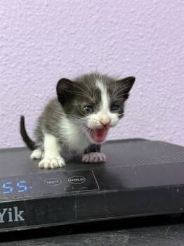 61142749 -  Domestic Short Hair Cat for Adoption in El Paso, Texas - 61142749 | PetCurious