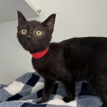 Batty (bonded with Seraphina) -  Domestic Short Hair Cat for Adoption in Oakland, California - Batty (bonded With Seraphina) | PetCurious