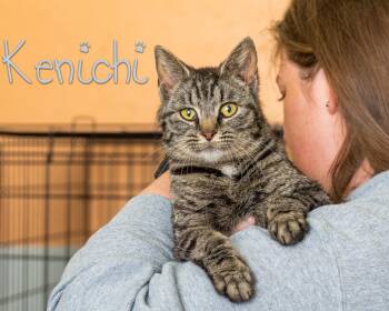 Kenichi -  Domestic Short Hair Cat Available for Adoption in Somerset, Pennsylvania - Kenichi | PetCurious