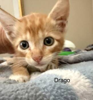Drago -  Domestic Short Hair Cat for Adoption in River Ridge, Louisiana - Drago | PetCurious
