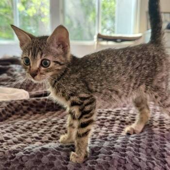 Thyme 18 -  Domestic Short Hair Cat for Adoption in Austin, Texas - Thyme 18 | PetCurious