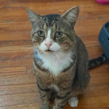 Harold -  Domestic Short Hair Cat for Adoption in Huntington, New York - Harold | PetCurious