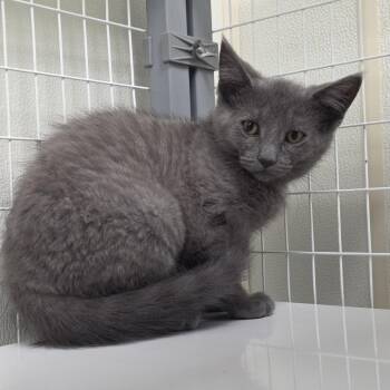 Patti Smith -  Domestic Short Hair Cat for Adoption in Oshkosh, Wisconsin - Patti Smith | PetCurious