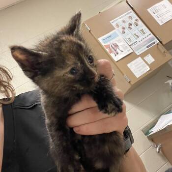 Lady Bug -  Domestic Short Hair Cat for Adoption in Bristol, Indiana - Lady Bug | PetCurious