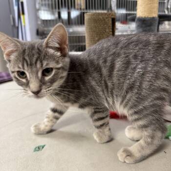 Oliver -  Domestic Short Hair Cat for Adoption in Falls Church, Virginia - Oliver | PetCurious