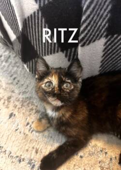 Ritz -  Domestic Short Hair Cat for Adoption in Collierville, Tennessee - Ritz | PetCurious