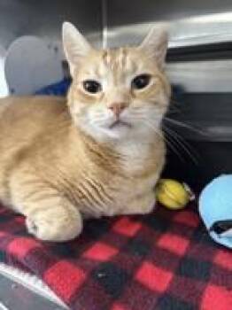 Mr. Grumpy Gills -  Domestic Short Hair Cat for Adoption in Manitowoc, Wisconsin - Mr. Grumpy Gills | PetCurious