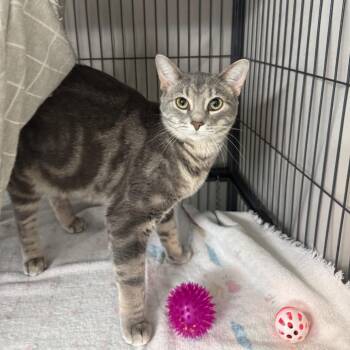 Domestic Short Hair Cats Available for Adoption - Lilac | PetCurious