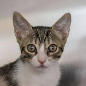 Cashew -  Domestic Short Hair Cat for Adoption in Los Angeles, California - Cashew | PetCurious