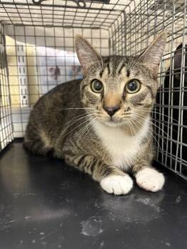 REBEL -  Domestic Short Hair Cat for Adoption in Fort Myers, Florida - REBEL | PetCurious