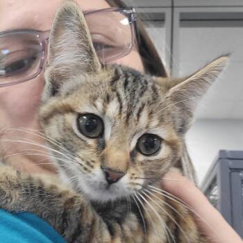 Belle -  Domestic Short Hair Cat for Adoption in Walker, Michigan - Belle | PetCurious