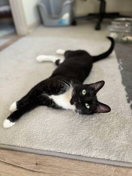 Daisy 3 -  Domestic Short Hair Cat for Adoption in Burnaby, British Columbia - Daisy 3 | PetCurious