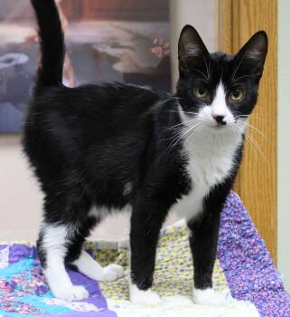 Tuxedo Cats Available for Adoption in Portage, Wisconsin - Purrseus | PetCurious