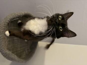 Clover -  Domestic Short Hair Cat for Adoption in Long Beach, California - Clover | PetCurious