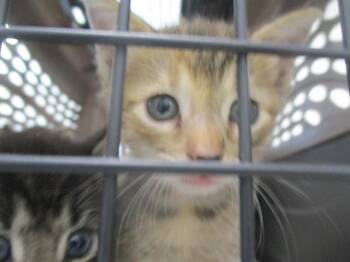 ASHLEY -  Domestic Short Hair Cat for Adoption in Ocala, Florida - ASHLEY | PetCurious