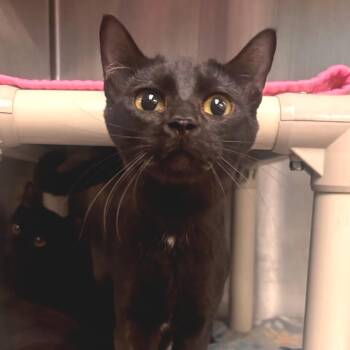 Domestic Short Hair Cats Available for Adoption - Cordelia | PetCurious