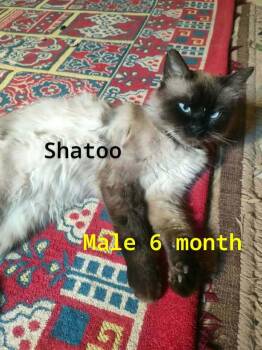 Shatoo (Birman) -  Birman Cat for Adoption in Fairfax, Virginia - Shatoo (Birman) | PetCurious