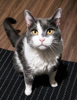 Kota -  Domestic Medium Hair Cat for Adoption in Lemoyne, Pennsylvania - Kota | PetCurious