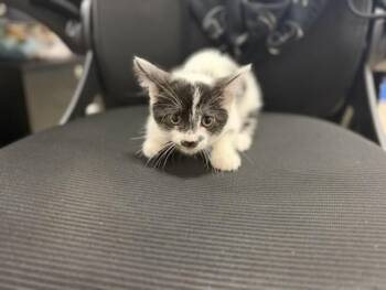 MERCURY -  Domestic Short Hair Cat for Adoption in Doral, Florida - MERCURY | PetCurious