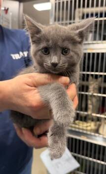 Sophie -  Domestic Short Hair Cat for Adoption in Hopkinsville, Kentucky - Sophie | PetCurious