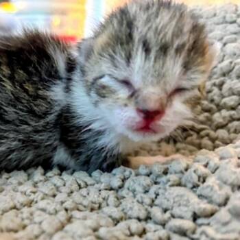 Adrian -  Domestic Short Hair Cat for Adoption in West Olive, Michigan - Adrian | PetCurious