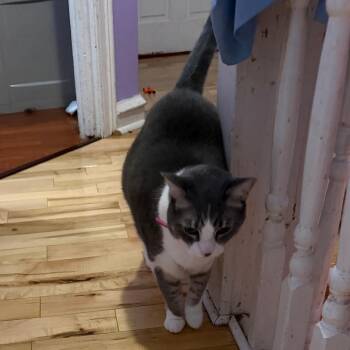 Nur -  Domestic Short Hair Cat for Adoption in Philadelphia, Pennsylvania - Nur | PetCurious