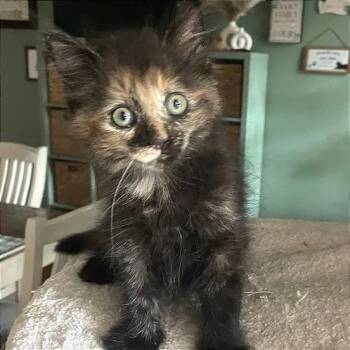 Natalie -  Domestic Long Hair Cat for Adoption in Cumming, Georgia - Natalie | PetCurious