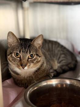 Phoenix -  Domestic Short Hair Cat for Adoption in Port Jervis, New York - Phoenix | PetCurious