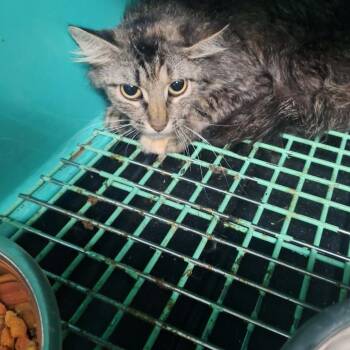 Domestic Medium Hair Cats Available for Adoption in Madill, Oklahoma - Luna | PetCurious