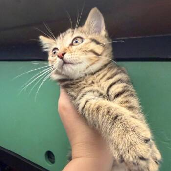 Domestic Short Hair Cats Available for Adoption in Escondido, California - Mia | PetCurious