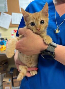 Domestic Short Hair Cats Available for Adoption in Cookeville, Tennessee - CRAB CAKE | PetCurious