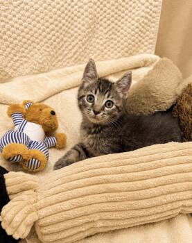 Winnie Poo -  American Shorthair Cat for Adoption in Homestead, Florida - Winnie Poo | PetCurious