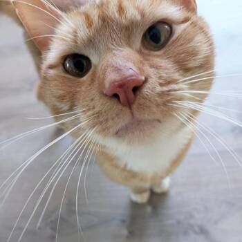 Domestic Short Hair Cats Available for Adoption in Gorham, Maine - Mr Bopo | PetCurious