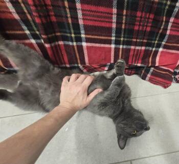 Harvey -  Domestic Short Hair Cat for Adoption in Dickson, Tennessee - Harvey | PetCurious