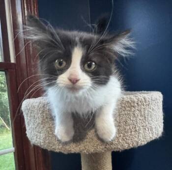 Sorbet -  Domestic Long Hair Cat for Adoption - Sorbet | PetCurious