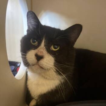 Pippin -  Domestic Short Hair Cat for Adoption in Lake Jackson, Texas - Pippin | PetCurious