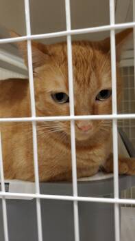 Ginger -  Domestic Short Hair Cat for Adoption in Zimmerman, Minnesota - Ginger | PetCurious