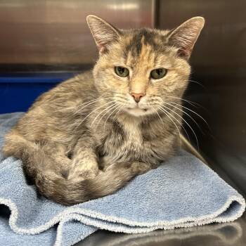 Dilute Tortoiseshell Cats Available for Adoption in La Grange Park, Illinois - Velvet | PetCurious