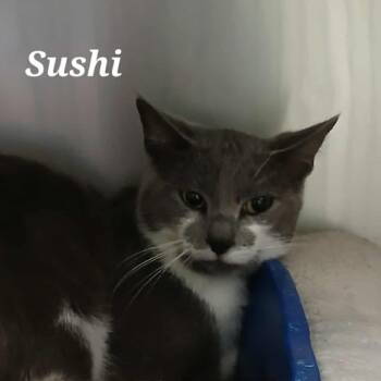 Rescue Domestic Short Hair Cats for Adoption in Richmond, Indiana - Sushi | PetCurious