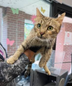 Breezy -  Domestic Short Hair Cat for Adoption in Nashville, Tennessee - Breezy | PetCurious