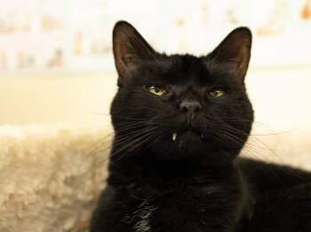 Midnight - SENIOR HOSPICE FOSTER -  Domestic Short Hair Cat for Adoption in Republic, Washington - Midnight - SENIOR HOSPICE FOSTER | PetCurious