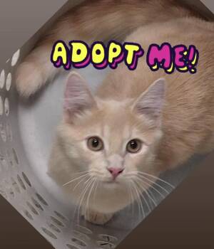 Maurice -  Domestic Medium Hair Cat for Adoption in City Of Industry, California - Maurice | PetCurious