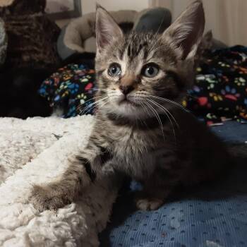 Domestic Medium Hair Cats Available for Adoption in Overland Park, Kansas - Bandit | PetCurious
