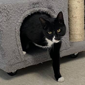 Rescue Domestic Short Hair Cats for Adoption in Choteau, Montana - Itty | PetCurious