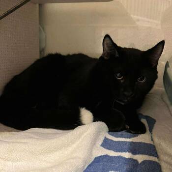 Rescue Domestic Short Hair Cats for Adoption in Buffalo, Minnesota - Party *Meet Me At Eagan Petsmart* | PetCurious